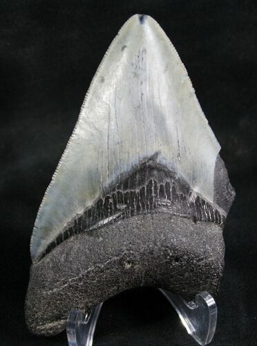 Beautiful Partial Megalodon Tooth - #7771